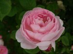 �v���e�B�[�@�W�F�V�J(��N�����Y��c�j7�����A��