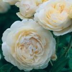 �E�C���_�[���A�i��N����c�\��j�s2009�N�V�i��t
