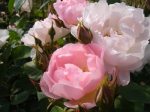 �s�[�`�u���b�T��(��N����c�\��j