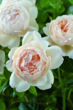 �E�H���g���E�I�[���h�E�z�[���i��N����c�\��j�s2011�N�V�i��t 